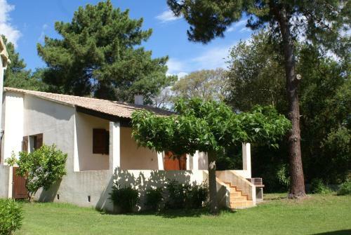 Pinea Mare