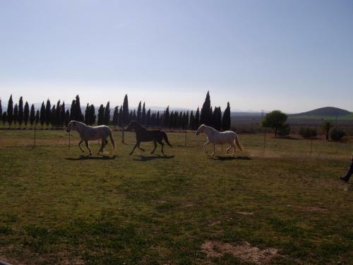 Agroturismo Cortijo Ferradores
