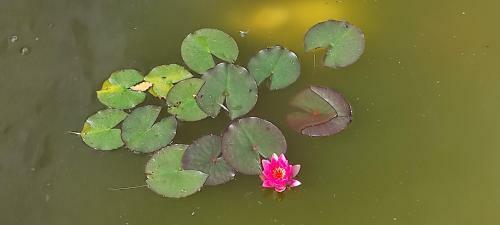 Red Rose B&B