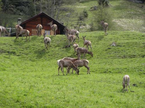Chalet Edelweiss