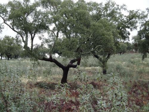 Agroturismo Casa Rural Sierra San Mamede