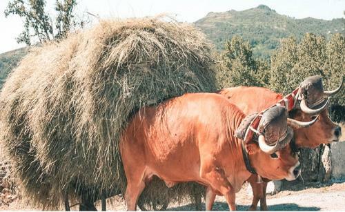 Agroturismo Aldeia Do Code�al