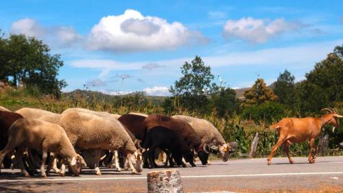 Agroturismo Aldeia Do Code�al