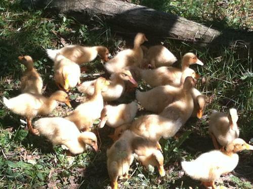 Hostal Pension Valentina