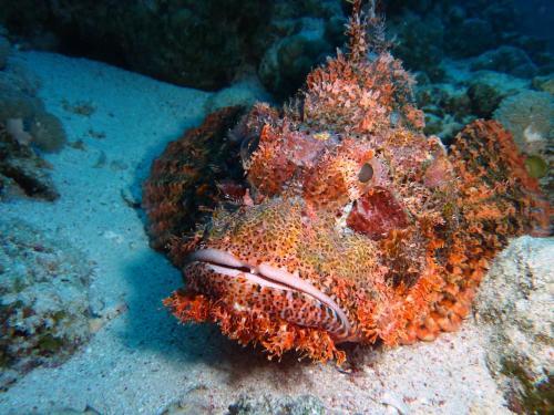 Aparthotel Cormoran Residence