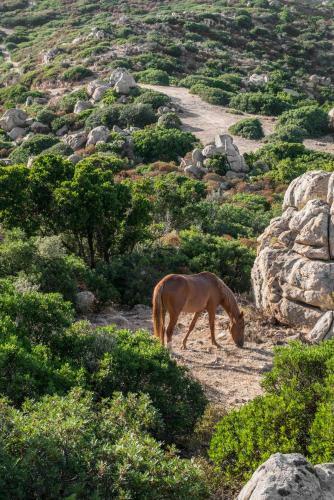 Aparthotel Cormoran Residence