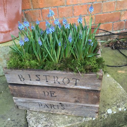 The Dower House Apartments
