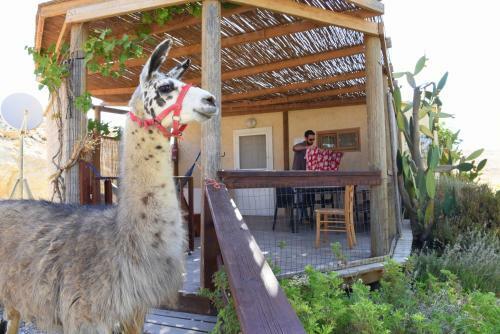 Agroturismo Alpaca Farm