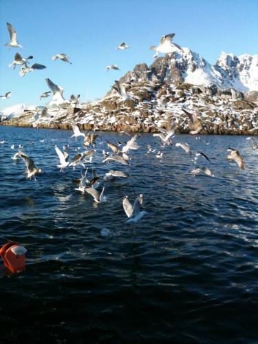 Midt I Lofoten