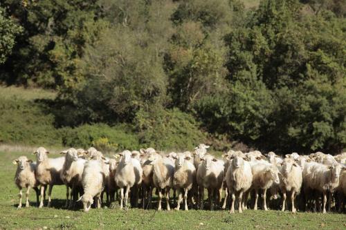 Agroturismo Agriturismo Podere San Giusto