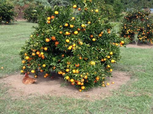 Agroturismo Crystal Creek Country Stay