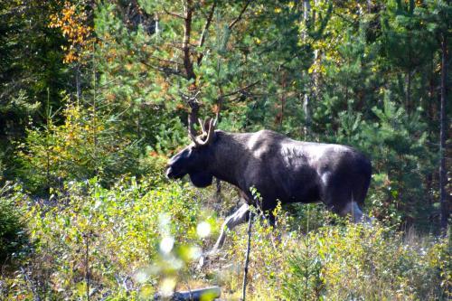 Lodge Finnskogen Turist & Villmarksenter