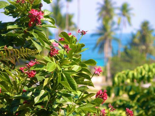 Hostal Samui Pink House