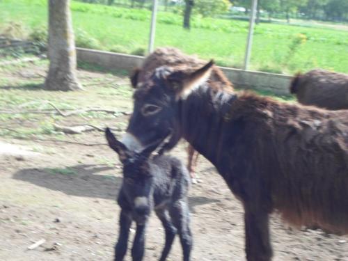 Agroturismo Pericle