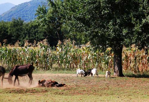 Agroturismo Pericle