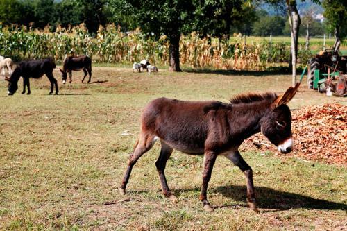 Agroturismo Pericle