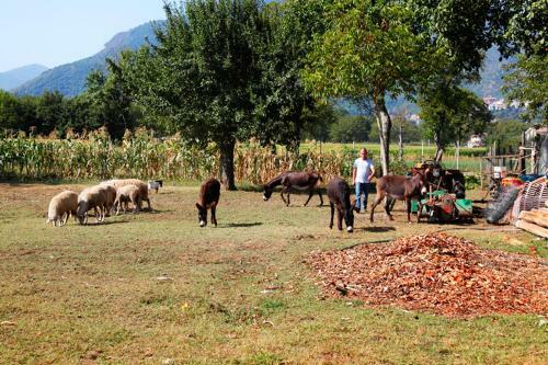 Agroturismo Pericle