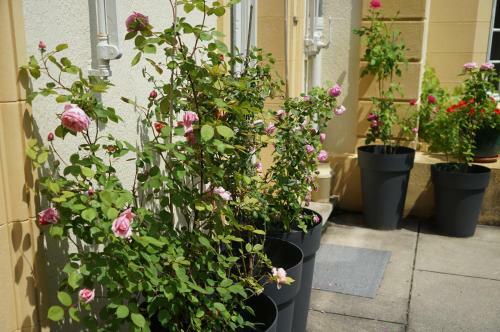 Hostal Villa Roassieux
