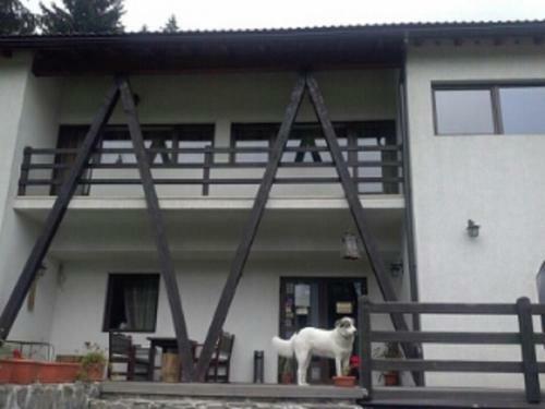Hostal Casa Timis