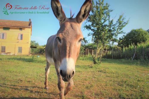 Agroturismo Fattoria Delle Rose