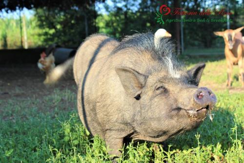 Agroturismo Fattoria Delle Rose