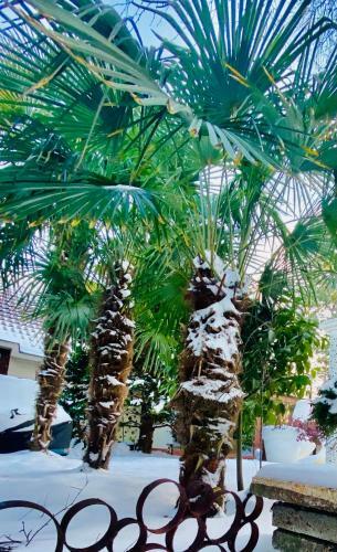 Bed & Breakfast Casa De Palmas