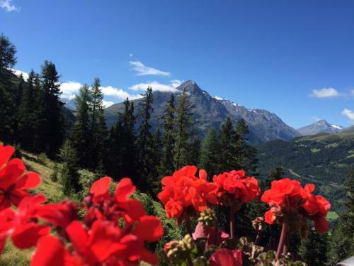 Apartamento Appartement Carmen