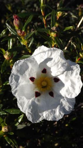 Casa Do Compadre - Casas De Taipa