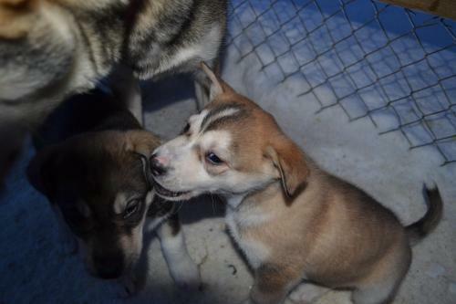Hostal Guesthouse Husky