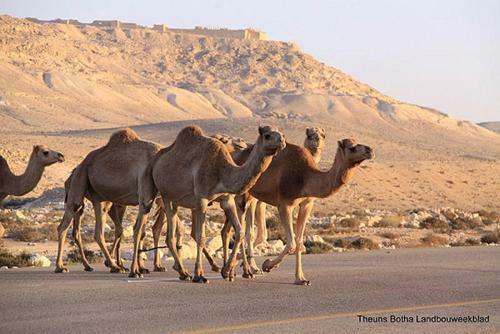 Agroturismo Desert View