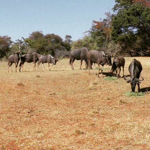 Lodge Olievenfontein Private Game Reserve