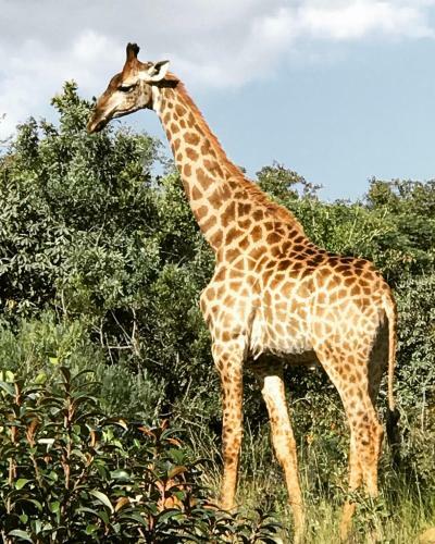 Lodge Olievenfontein Private Game Reserve