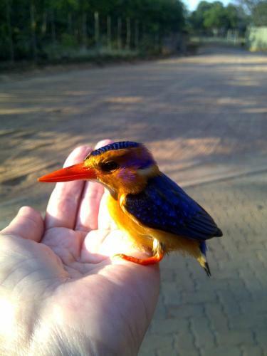 Lodge Olievenfontein Private Game Reserve