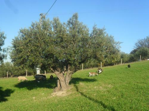 Hostal Colle Bianco