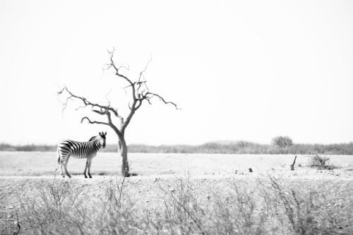 Royal Madikwe Luxury Safari Lodge