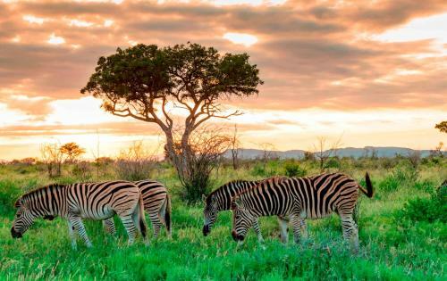 Royal Madikwe Luxury Safari Lodge