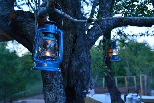 The Wild Olive Tree Camp