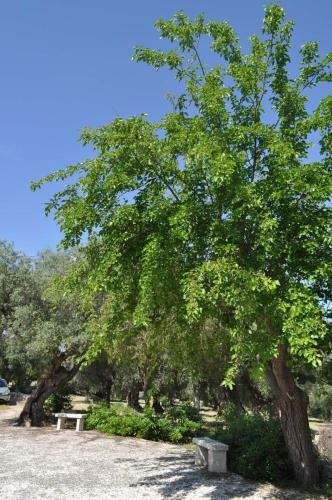 Agroturismo Masseria Costanza