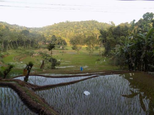 Agroturismo Bed And Breakfast Elpitiya Walauwa
