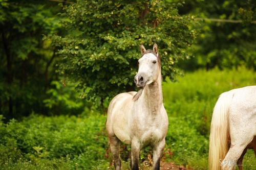 Hostal St.michael Panzi� Lovaspark