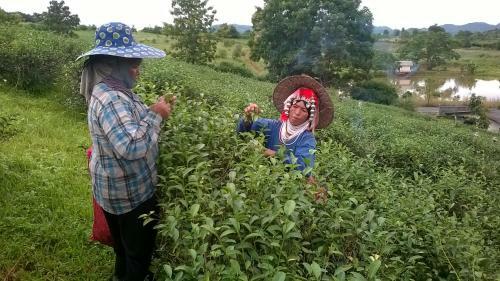 Hotel Suancha Tea Garden