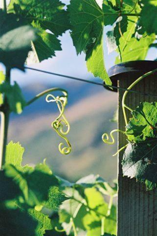 Agroturismo Pagan Vines Vineyard Accommodation