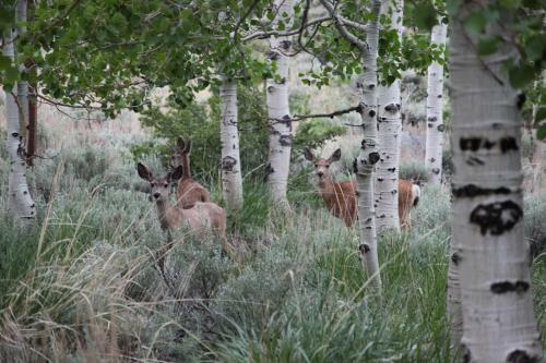 Hotel Convict Lake Resort