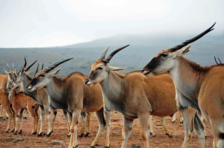 African Game Lodge