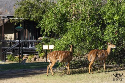 Inyati Game Lodge