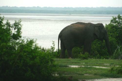 Hotel Mahoora Tented Safari Camp - Bundala