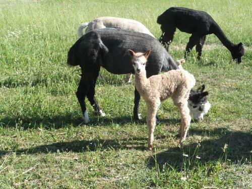 Agroturismo Seeblick