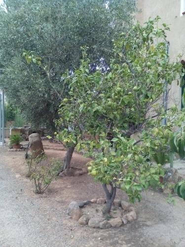 B&B Il Vigneto