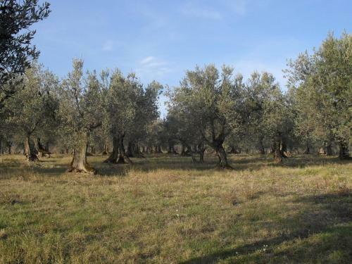 Hostal Holiday Home Marchese Gualdo Cattaneo