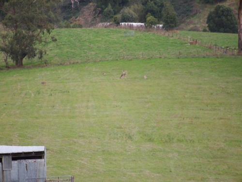 Hostal Pear Tree Cottage Bed And Breakfast